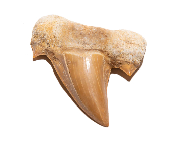 Fossilized Prehistoric Shark Tooth